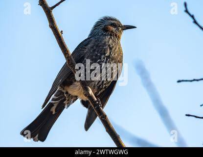 Ein braunohriger Bulbul (Hypsipetes amaurotis), der auf einem Ast thront. Nagano, Japan. Stockfoto