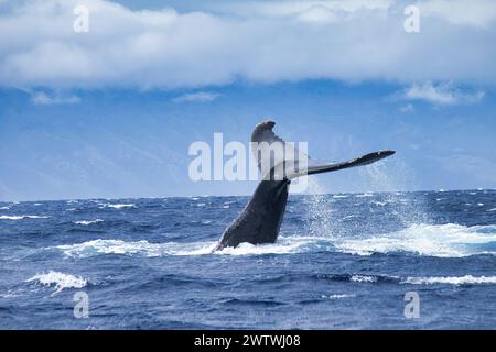 Schwanzschlagerverhalten eines großen Buckelwals während einer Walbeobachtung auf Maui. Stockfoto