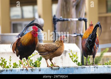 Drei Hühner in Wailuku auf Maui. Stockfoto