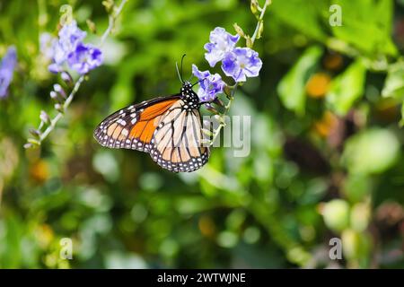 Farbenfroher Monarchschmetterling, der sich von einer zarten Blüte ernährt. Stockfoto