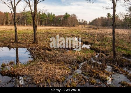 Ein großes Sumpfgebiet entlang einer Landstraße in Phillipston, Massachusetts Stockfoto