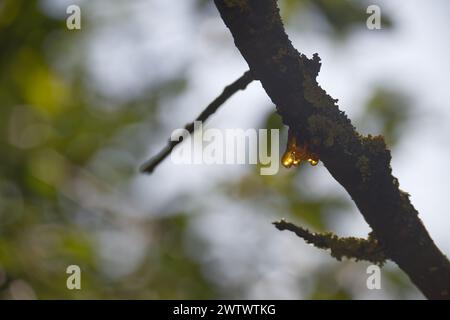 Zweig mit einem Tropfen goldenem Harz, Zweig bedeckt mit einer Schicht aus grünem Moos. Harztropfen sind reißförmig, gelb-braun und deutlich Stockfoto