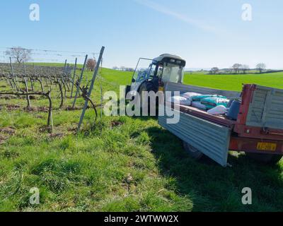 Säcke mit natürlichem organischem Dünger aus der Toskana auf einem Traktor in einem Weinberg in Montefiascone, Region Latium, Italien. März 2024 Stockfoto