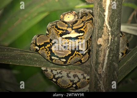 Eine Python, wahrscheinlich eine burmesische Python (Python bivittatus), liegt auf einer Nipa-Palme am Ufer des Cigenter River in Handeuleum Island, einem Teil des Ujung Kulon Nationalparks in Pandeglang, Banten, Indonesien. Die International Union for Conservation of Nature (IUCN) kommt zu dem Schluss, dass steigende Temperaturen unter anderem zu ökologischen, verhaltensbezogenen und physiologischen Veränderungen der Tierarten und der Artenvielfalt geführt haben. „Zusätzlich zu einer erhöhten Krankheitsrate und degradierten Lebensräumen verursacht der Klimawandel auch Veränderungen bei den Arten selbst, die ihr Überleben bedrohen“, schrieben sie. Stockfoto