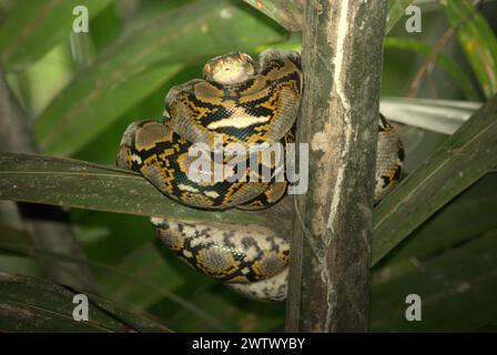 Eine Python, wahrscheinlich eine burmesische Python (Python bivittatus), liegt auf einer Nipa-Palme am Ufer des Cigenter River in Handeuleum Island, einem Teil des Ujung Kulon Nationalparks in Pandeglang, Banten, Indonesien. Die International Union for Conservation of Nature (IUCN) kommt zu dem Schluss, dass steigende Temperaturen unter anderem zu ökologischen, verhaltensbezogenen und physiologischen Veränderungen der Tierarten und der Artenvielfalt geführt haben. „Zusätzlich zu einer erhöhten Krankheitsrate und degradierten Lebensräumen verursacht der Klimawandel auch Veränderungen bei den Arten selbst, die ihr Überleben bedrohen“, schrieben sie. Stockfoto