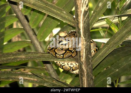 Eine Python, wahrscheinlich eine burmesische Python (Python bivittatus), liegt auf einer Nipa-Palme am Ufer des Cigenter River in Handeuleum Island, einem Teil des Ujung Kulon Nationalparks in Pandeglang, Banten, Indonesien. Die International Union for Conservation of Nature (IUCN) kommt zu dem Schluss, dass steigende Temperaturen unter anderem zu ökologischen, verhaltensbezogenen und physiologischen Veränderungen der Tierarten und der Artenvielfalt geführt haben. „Zusätzlich zu einer erhöhten Krankheitsrate und degradierten Lebensräumen verursacht der Klimawandel auch Veränderungen bei den Arten selbst, die ihr Überleben bedrohen“, schrieben sie. Stockfoto