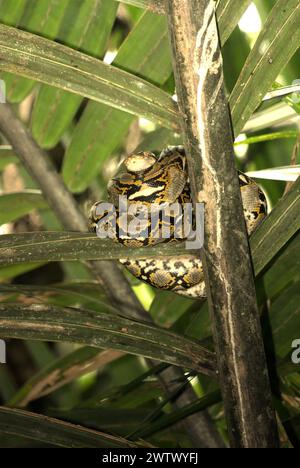 Eine Python, wahrscheinlich eine burmesische Python (Python bivittatus), liegt auf einer Nipa-Palme am Ufer des Cigenter River in Handeuleum Island, einem Teil des Ujung Kulon Nationalparks in Pandeglang, Banten, Indonesien. Die International Union for Conservation of Nature (IUCN) kommt zu dem Schluss, dass steigende Temperaturen unter anderem zu ökologischen, verhaltensbezogenen und physiologischen Veränderungen der Tierarten und der Artenvielfalt geführt haben. „Zusätzlich zu einer erhöhten Krankheitsrate und degradierten Lebensräumen verursacht der Klimawandel auch Veränderungen bei den Arten selbst, die ihr Überleben bedrohen“, schrieben sie. Stockfoto