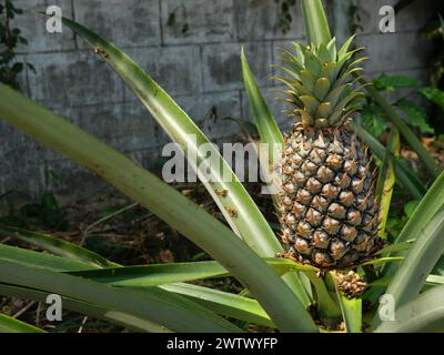 Junge Ananasfrucht auf Baumpflanze mit natürlichem grünen Hintergrund, leckere tropische Früchte auf dem Ackerland Stockfoto