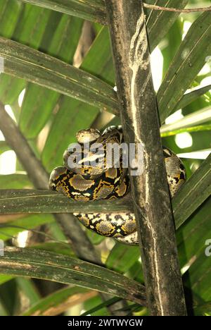 Eine Python, wahrscheinlich eine burmesische Python (Python bivittatus), liegt auf einer Nipa-Palme am Ufer des Cigenter River in Handeuleum Island, einem Teil des Ujung Kulon Nationalparks in Pandeglang, Banten, Indonesien. Die International Union for Conservation of Nature (IUCN) kommt zu dem Schluss, dass steigende Temperaturen unter anderem zu ökologischen, verhaltensbezogenen und physiologischen Veränderungen der Tierarten und der Artenvielfalt geführt haben. „Zusätzlich zu einer erhöhten Krankheitsrate und degradierten Lebensräumen verursacht der Klimawandel auch Veränderungen bei den Arten selbst, die ihr Überleben bedrohen“, schrieben sie. Stockfoto