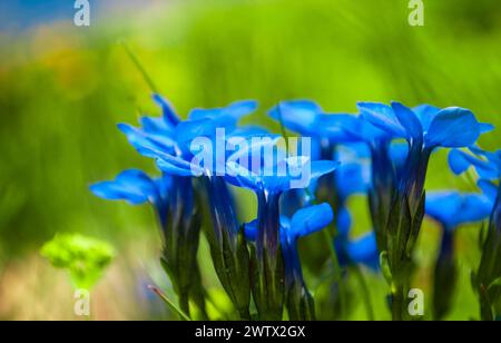 Frühling Blumen Stockfoto