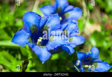 Frühling Blumen Stockfoto