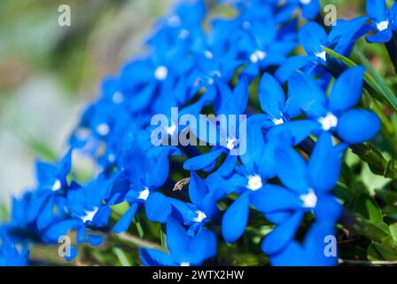 Ein wunderschöner lila Hintergrund mit glücklichen Blumen im Frühling Stockfoto