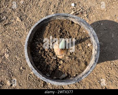 Tulpen zu Hause anbauen. Tulpenglühlampen keimten. Stockfoto