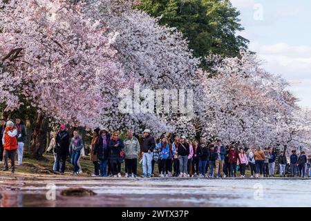 Peking, USA. März 2024. Menschen laufen unter Kirschblüten im Tidal Basin in Washington, DC, USA, 18. März 2024. Quelle: Aaron Schwartz/Xinhua/Alamy Live News Stockfoto