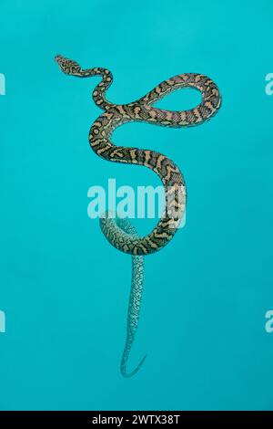 Pythonschlange (Morelia spilota) im türkisfarbenen Wasser eines Schwimmbades in Brisbane, Australien Stockfoto