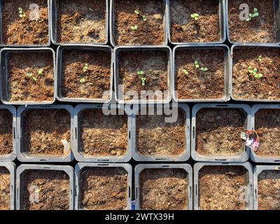 Keimung von Samen in Töpfen. Pflanzenanbaukonzept. Stockfoto