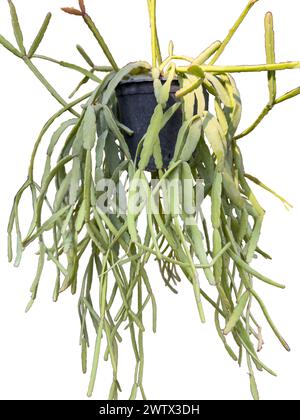 Epiphytischer Kaktus Rhipsalis in einem Hängetopf auf weißem isoliertem Hintergrund Stockfoto