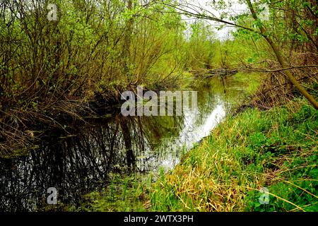 Ein schmaler Fluss fließt durch den Laubwald, dessen Ufer mit Gras bewachsen sind. Stockfoto