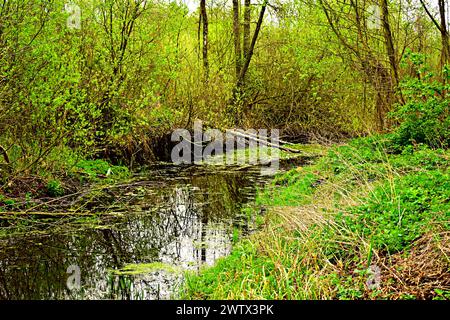 Ein schmaler Fluss fließt durch den Laubwald, dessen Ufer mit Gras bewachsen sind. Stockfoto