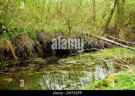 Ein schmaler Fluss fließt durch den Laubwald, dessen Ufer mit Gras bewachsen sind. Stockfoto