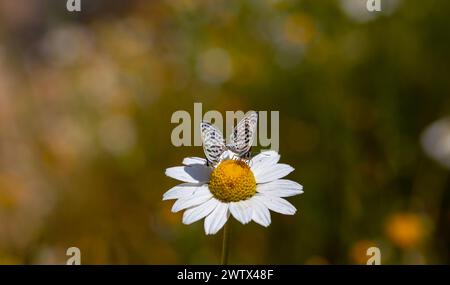 Kleine Schmetterlinge, die sich auf Gänseblümchen paaren, Little Tiger Blue, Tarucus balkanicus Stockfoto