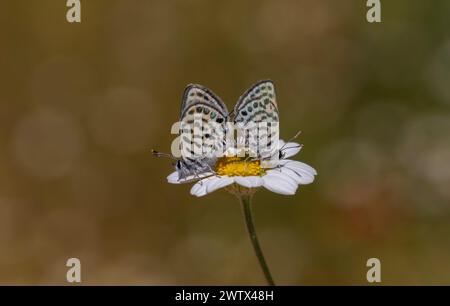 Kleine Schmetterlinge, die sich auf Gänseblümchen paaren, Little Tiger Blue, Tarucus balkanicus Stockfoto