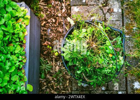 Unkrautentfernung im Garten - Eimer voller Unkraut, Gartenkonzept. Stockfoto