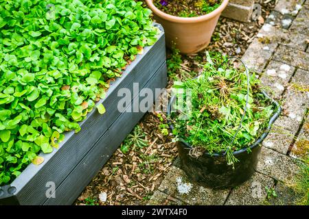 Unkrautentfernung im Garten - Eimer voller Unkraut, Gartenkonzept. Stockfoto