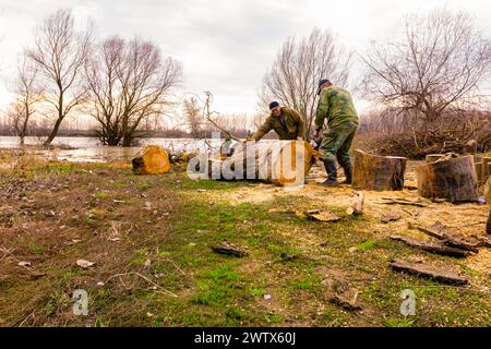 Holzfäller hackt, teilt große Baumstämme, schneidet mit einer professionellen Kettensäge frisch geschnittene Baumstümpfe auf dem Waldboden am Flussufer, lu Stockfoto