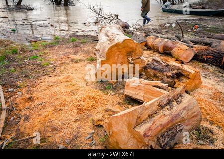 Holz, frisch geschnittene Baumstümpfe auf dem Waldboden, Holzstruktur, Holz, Hartholz, Feuerholz an der Küste in der Nähe des Flusses. Stockfoto