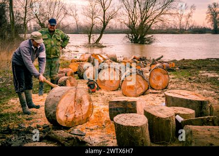 Holzfäller mit Beile schneiden, hacken, frisch geschnittenen Baumstumpf auf dem Waldboden, Holzstruktur, Holz, Hartholz, Brennholz in der Nähe des Flusses. Stockfoto