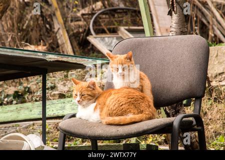 Zwei entzückende orangene Katzen liegen auf einem Stuhl im verlassenen Hof Stockfoto