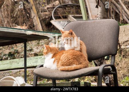 Zwei entzückende orangene Katzen liegen auf einem Stuhl im verlassenen Hof Stockfoto