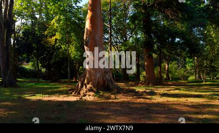 Sonnenlicht leuchtet in einem wunderschönen, alten Wald. Aktion. Mammutbäume an einem sonnigen Sommertag. Stockfoto
