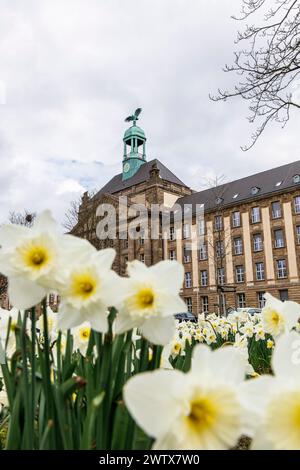 Regierungsgebäude in der Caecilienallee, Narzissen, Düsseldorf, Deutschland. Gebaeude der Bezirksregierung an der Caecilienallee, Narzissen, Duess Stockfoto