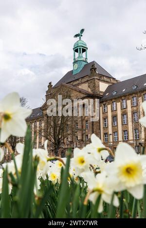 Regierungsgebäude in der Caecilienallee, Narzissen, Düsseldorf, Deutschland. Gebaeude der Bezirksregierung an der Caecilienallee, Narzissen, Duess Stockfoto