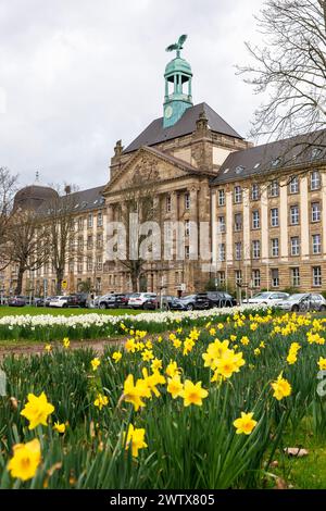 Regierungsgebäude in der Caecilienallee, Narzissen, Düsseldorf, Deutschland. Gebaeude der Bezirksregierung an der Caecilienallee, Narzissen, Duess Stockfoto