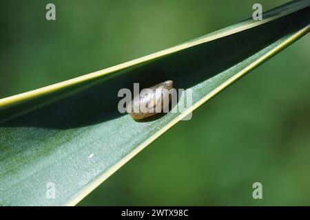 Bernsteinschnecke, Succinea putris. Eine kleine Luft atmende Landschnecke aus der Familie Succineidae. Auf einem Blatt eines variegierten spanischen Dolchs (Yucca gloriosa Stockfoto