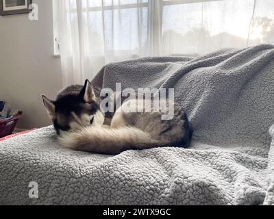 Sibirischer Husky schläft auf einem Sofa im Wohnzimmer Stockfoto