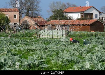 Die Insel Sant'Erasmo ist berühmt für den Anbau der San Erasmo Violet Artischocke. Fast alle Einwohner fahren mit dem Piaggio Ape Auto. Stockfoto