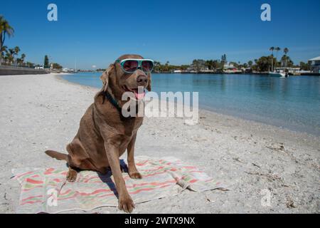 Porträt eines silbernen labrador-Retrievers, der am Strand mit Sonnenbrille sitzt, Florida, USA Stockfoto