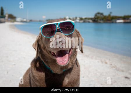 Porträt eines silbernen labrador-Retrievers, der am Strand mit Sonnenbrille sitzt, Florida, USA Stockfoto