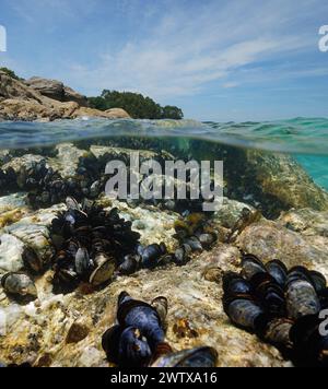 Muscheln im Meer an einem felsigen Ufer von der Wasseroberfläche aus gesehen, geteilter Blick über und unter Wasser, Atlantik, Naturszene, Spanien, Galicien Stockfoto