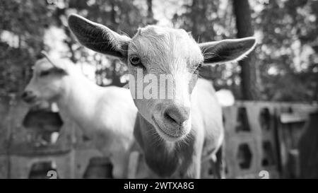 Porträt einer Ziege in Schwarz-weiß. Lustiges Tierfoto. Nutztier auf dem Bauernhof. Nahaufnahme eines Tierfotos Stockfoto