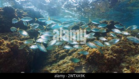 Fischschwärme unter Wasser im Mittelmeer, SARPA salpa Fisch, natürliche Szene, Italien Stockfoto