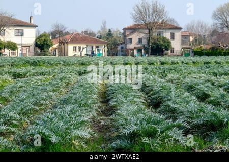 Die Insel Sant'Erasmo ist berühmt für den Anbau der San Erasmo Violet Artischocke. Fast alle Einwohner fahren mit dem Piaggio Ape Auto. Stockfoto