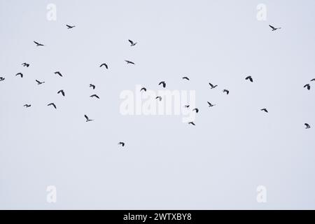 Eine große Schar von Vögeln im Flug gegen bewölkten Himmel Stockfoto