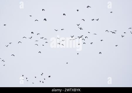 Eine große Schar von Vögeln im Flug gegen bewölkten Himmel Stockfoto