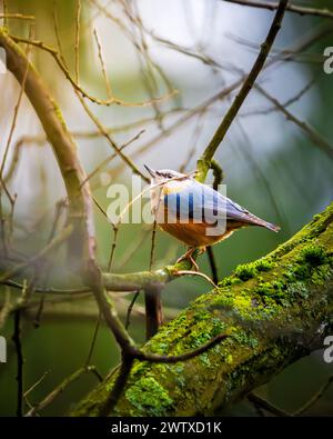 Ein Nuthatch, der auf einem moosigen Zweig thront. Stockfoto