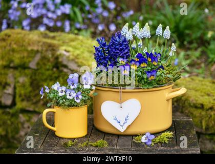 Frühlingsblumen-Arrangement mit farbenfrohen Stiefmütterchen, Hyazinthen und Trauben-Muscari-Blüten in gelben Emailtöpfen und einer Herzdekoration. Stockfoto